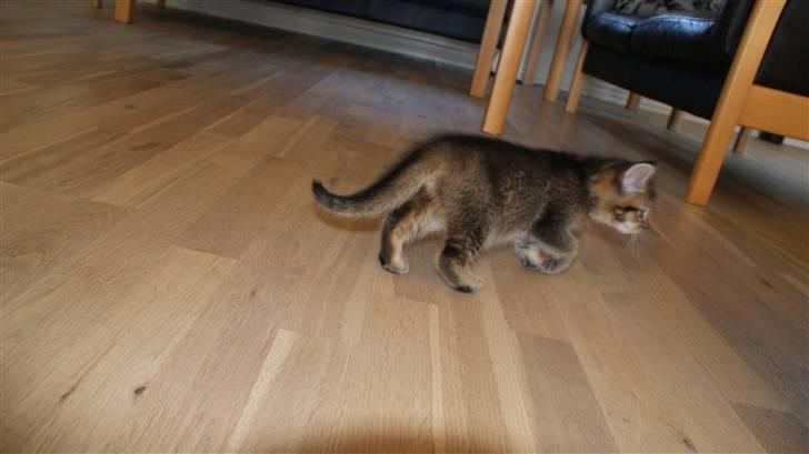 Blanding af racer My billede 3