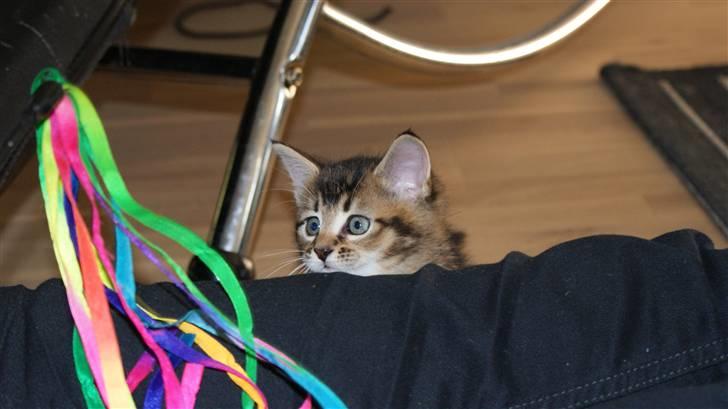 Blanding af racer My billede 4