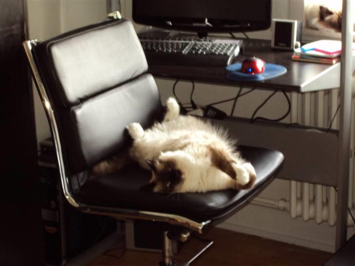 Hellig Birma Avaruna billede 12