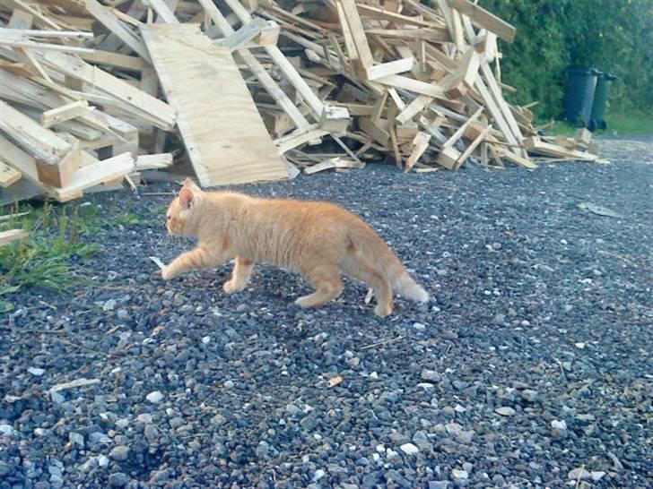 Blanding af racer missen billede 17