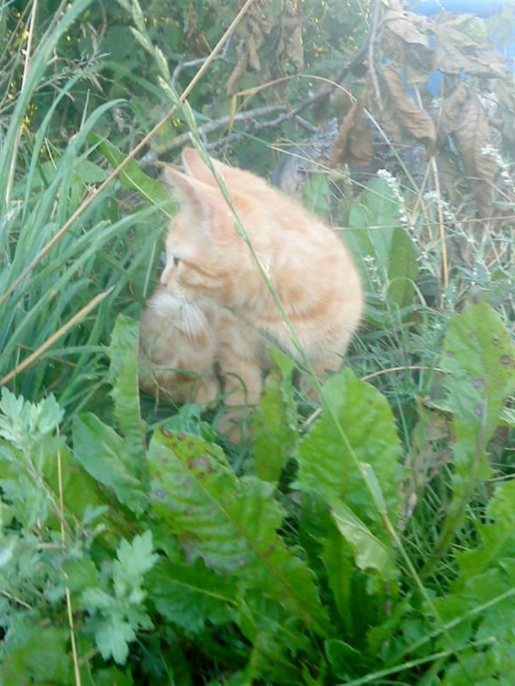 Blanding af racer missen billede 18