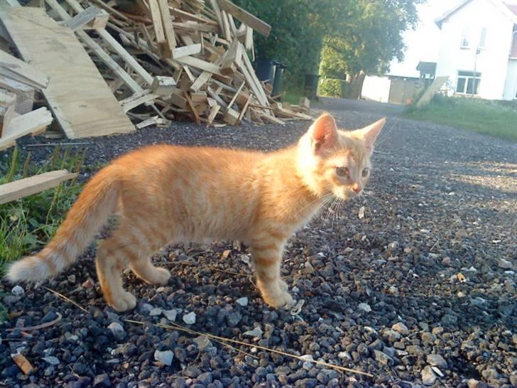 Blanding af racer missen billede 19