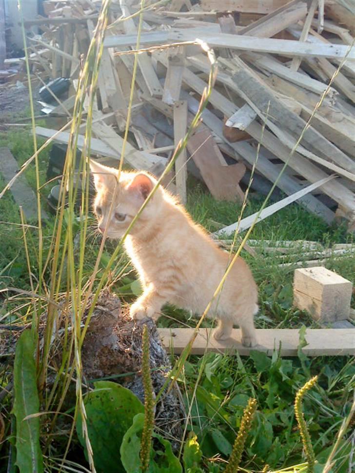 Blanding af racer missen billede 20