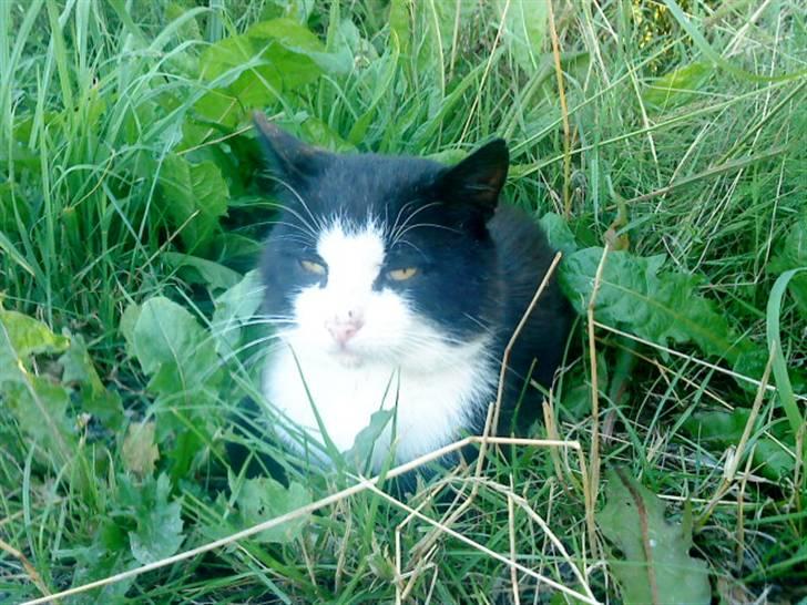 Blanding af racer simba billede 17