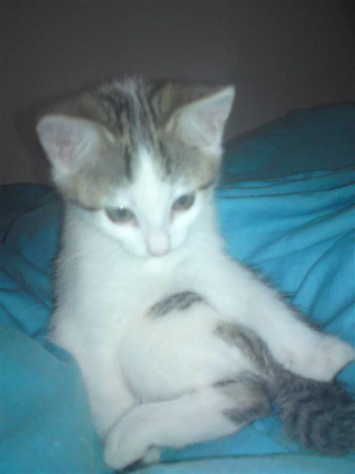 Huskat Doulie - R.I.P billede 1