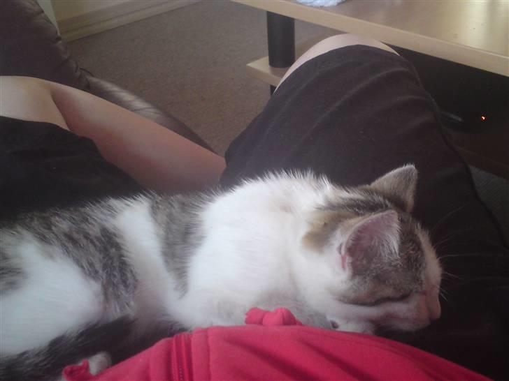 Huskat Doulie - R.I.P billede 2