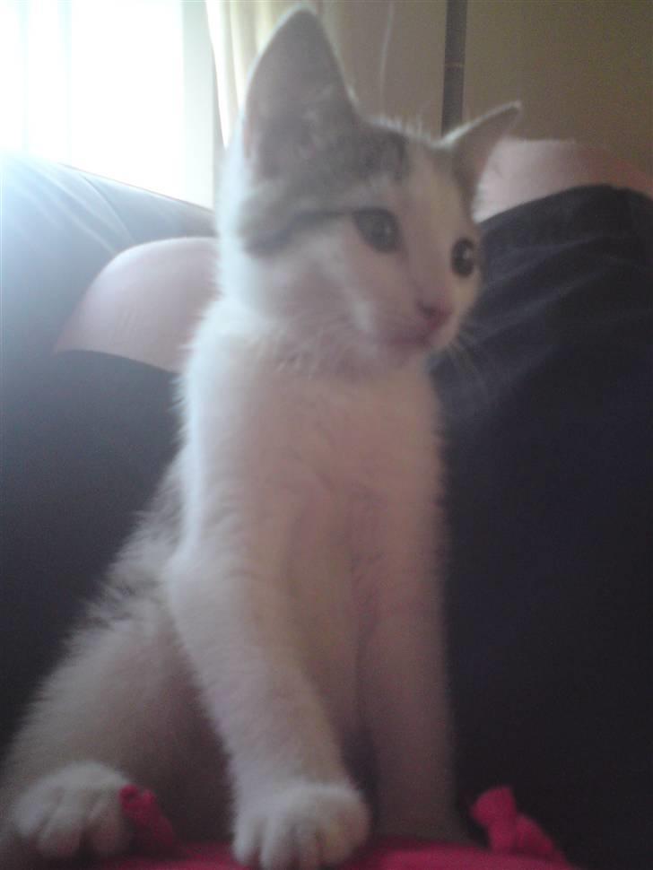 Huskat Doulie - R.I.P billede 3