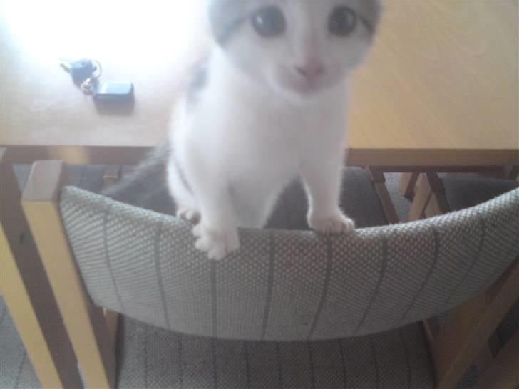 Huskat Doulie - R.I.P billede 4