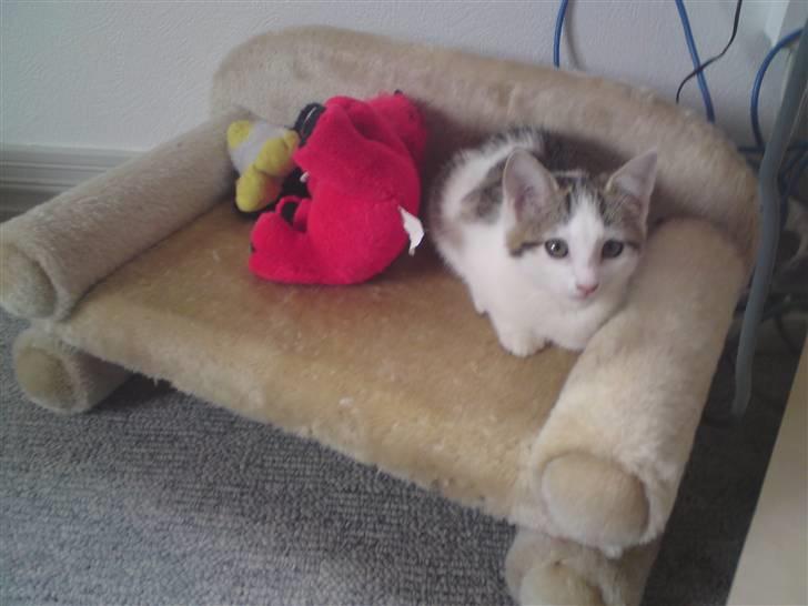 Huskat Doulie - R.I.P billede 5