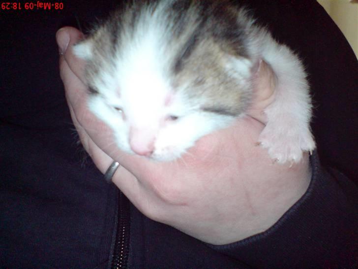 Huskat Doulie - R.I.P billede 6