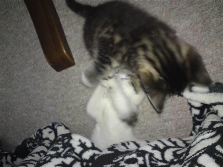 Huskat Doulie - R.I.P billede 8