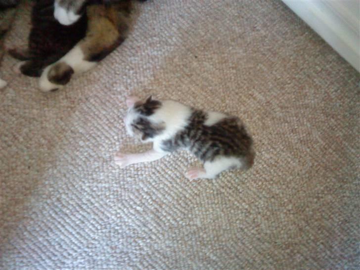 Huskat Doulie - R.I.P billede 9