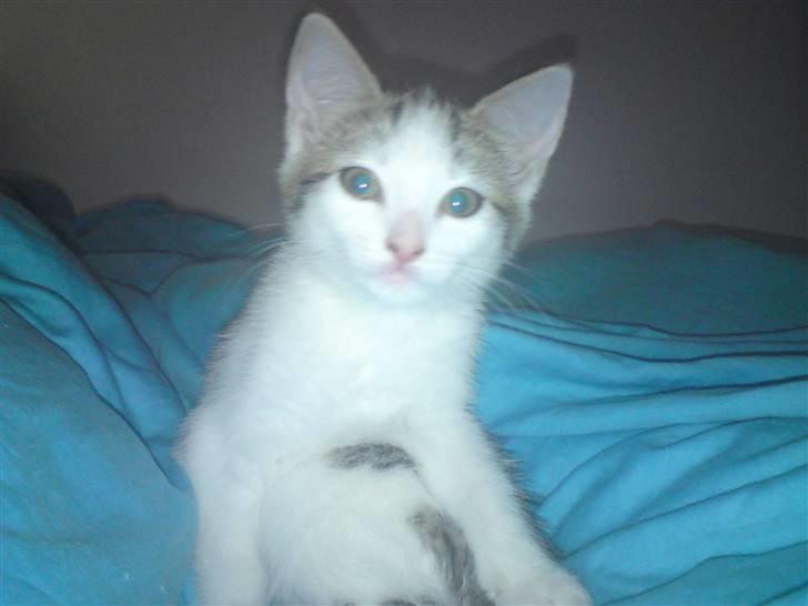 Huskat Doulie - R.I.P billede 10