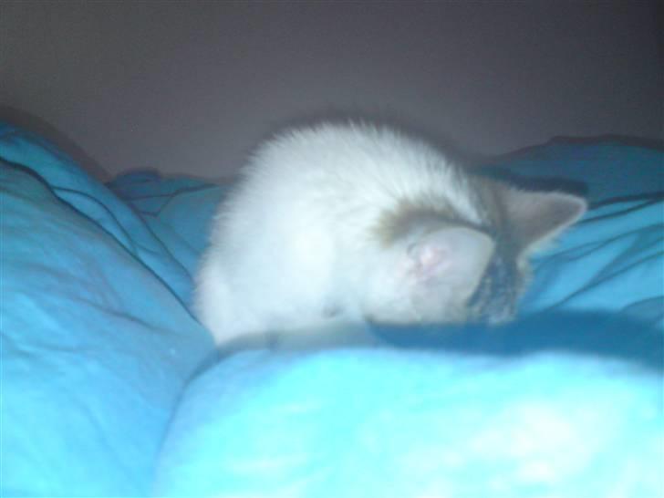 Huskat Doulie - R.I.P billede 11