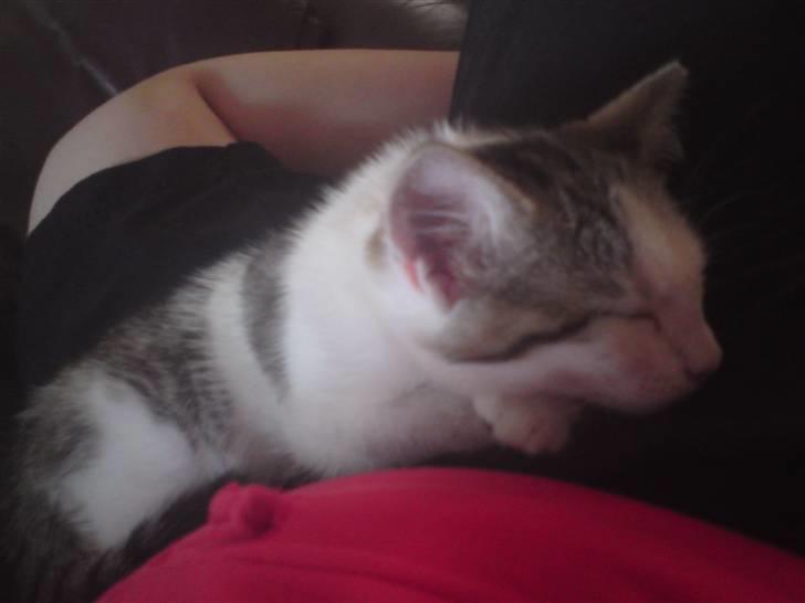 Huskat Doulie - R.I.P billede 12