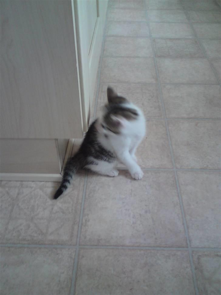 Huskat Doulie - R.I.P billede 13