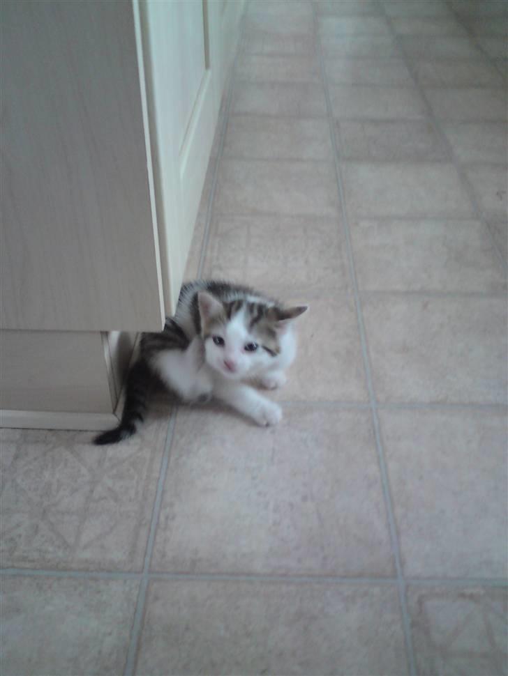 Huskat Doulie - R.I.P billede 14