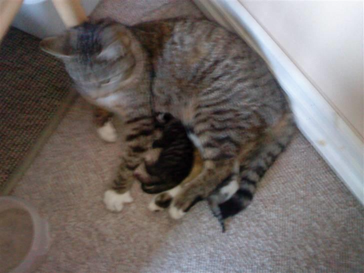 Huskat Doulie - R.I.P billede 15