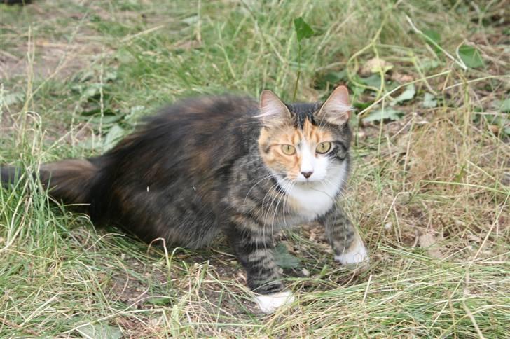 Blanding af racer Sif billede 15