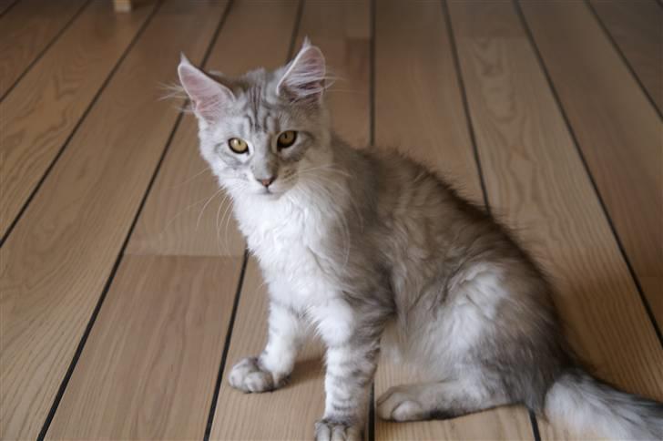 Maine Coon Earl Grey billede 6