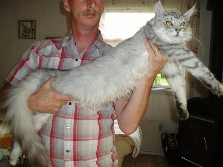 Maine Coon Earl Grey - Grey 6 månder billede 7