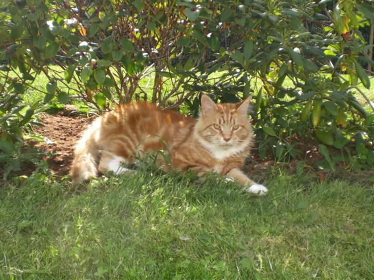 Maine Coon Miko billede 12