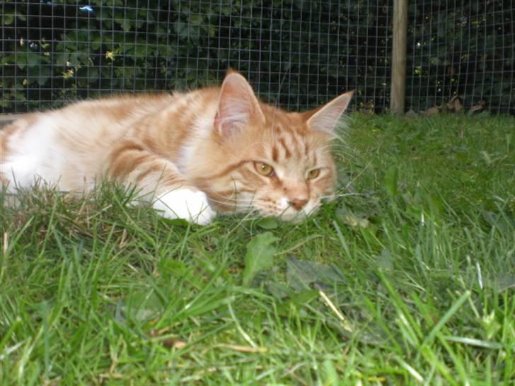 Maine Coon Miko billede 13