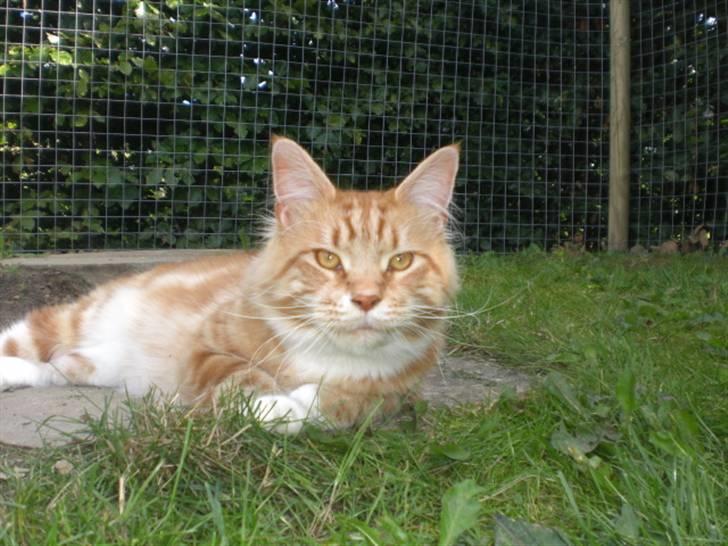 Maine Coon Miko billede 14