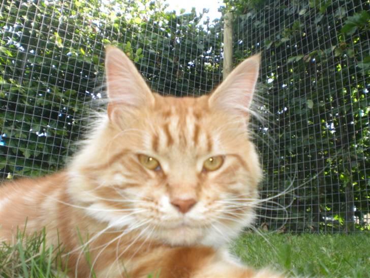 Maine Coon Miko billede 15