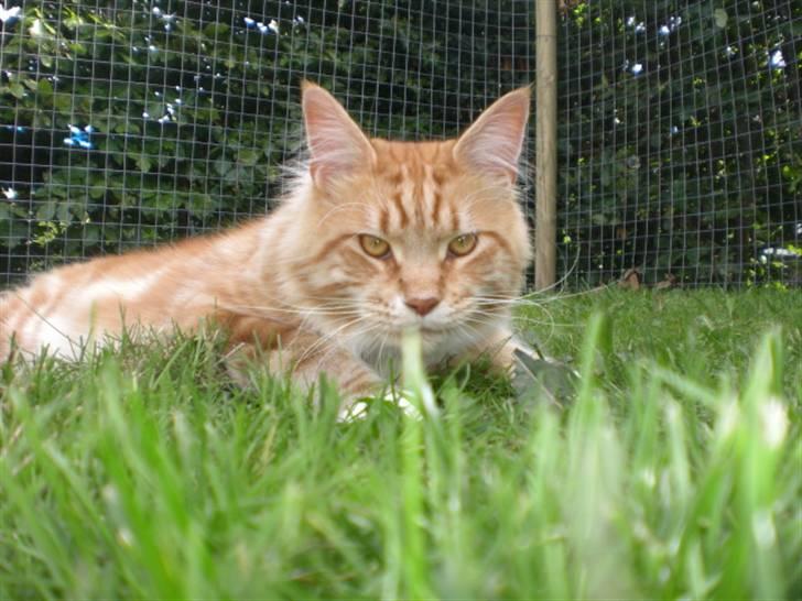 Maine Coon Miko billede 16