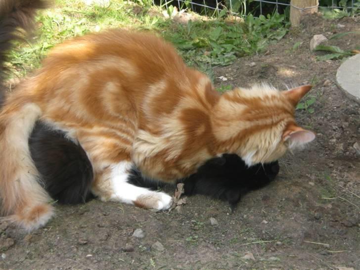 Maine Coon Miko - Toffe må hellere ligge stille når Miko vil vaske ham billede 17