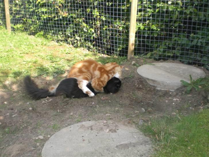 Maine Coon Miko - Først skulle Miko lige vise at det er ham der bestemmer, bagefter skulle Toffe slikkes billede 18