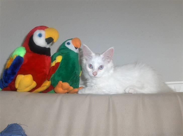 Maine Coon Whisky billede 1