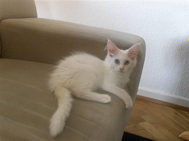 Maine Coon Whisky billede 2