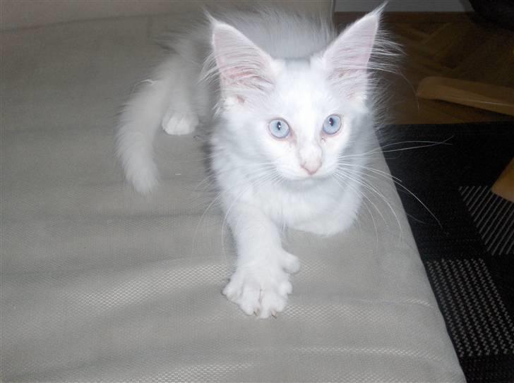 Maine Coon Whisky billede 3