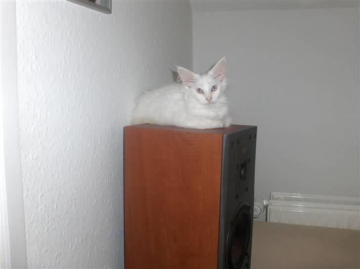 Maine Coon Whisky billede 4