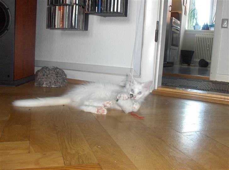 Maine Coon Whisky billede 5