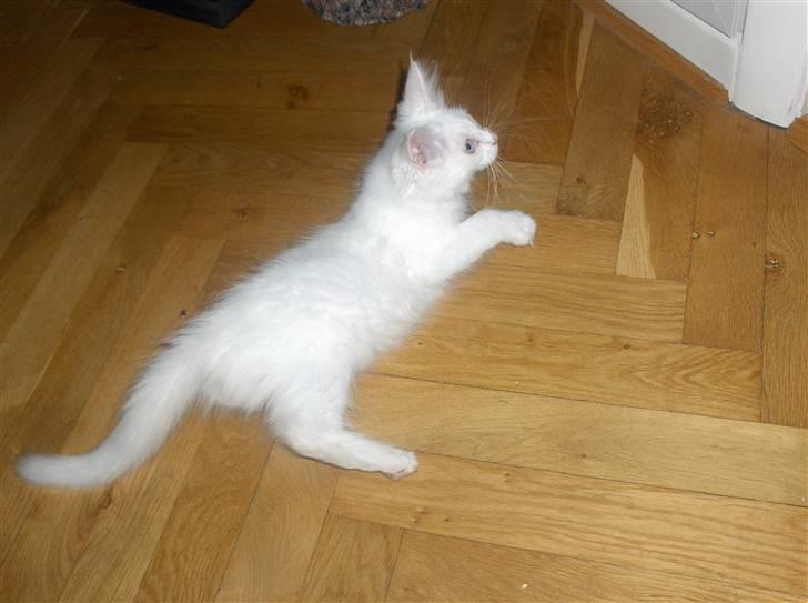 Maine Coon Whisky billede 6