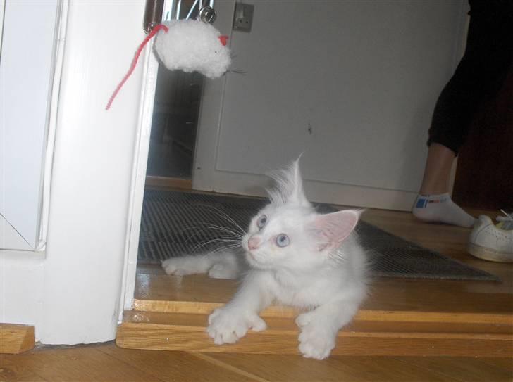 Maine Coon Whisky billede 7