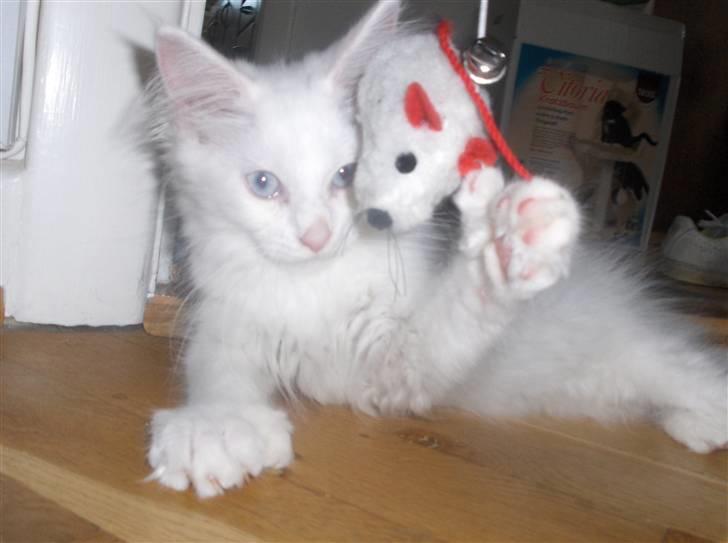 Maine Coon Whisky billede 8