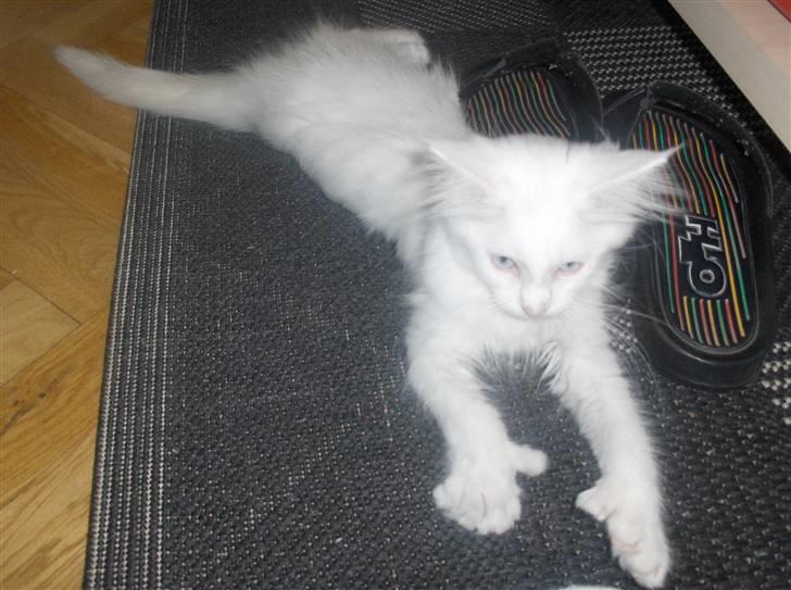 Maine Coon Whisky billede 9