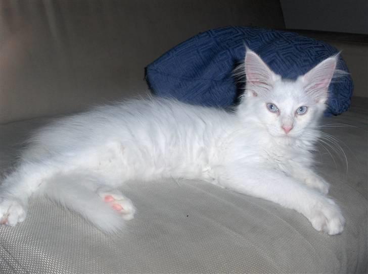 Maine Coon Whisky billede 10