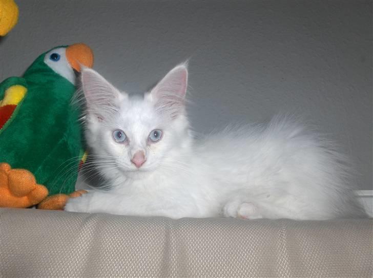 Maine Coon Whisky billede 11