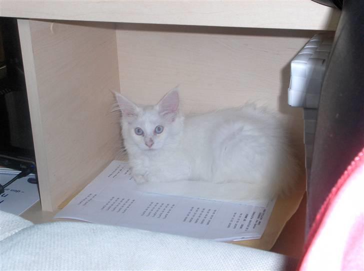 Maine Coon Whisky billede 12