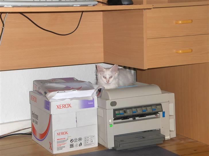 Maine Coon Whisky billede 13