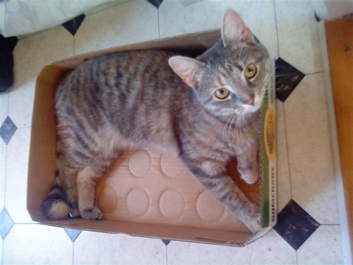 Blanding af racer Mis <3 - Så slapper vi lige i Somersby-kassen, mmh billede 7