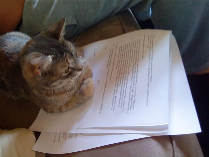 Blanding af racer Mis <3 - Mis tjekker lige lejekontrakten til den nye bolig... billede 8