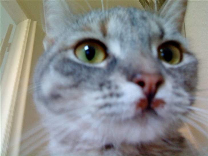 Blanding af racer Mis <3 - Efter fald fra 1. sal, tosse mis... Men så lignede hun da i det mindste en dame, et par dage ;) Ps. så havde hun det fint, udover hudafskrabningen billede 9