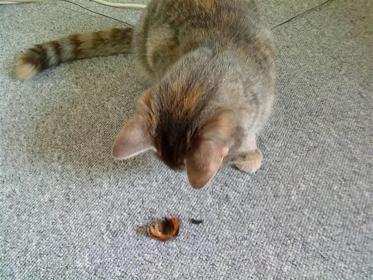 Blanding af racer Mis <3 - "Nøj... en sommerfugl - MUMS!" billede 10