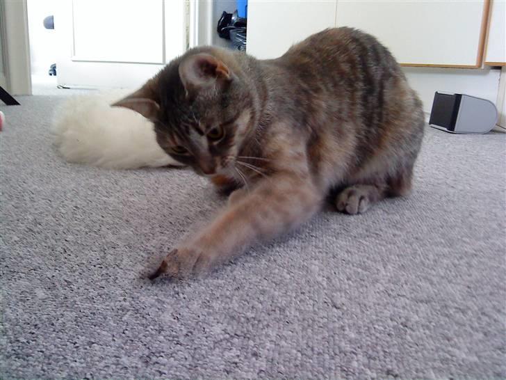 Blanding af racer Mis <3 - "Haha, GOT YA!" billede 11